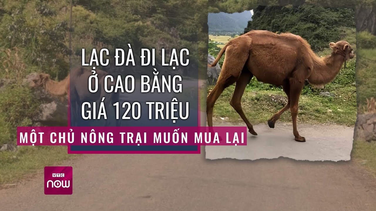 Lạc đà đi "lạc" ở Cao Bằng định giá đến 120 triệu, một chủ nông trại mong muốn mua lại | VTC Now