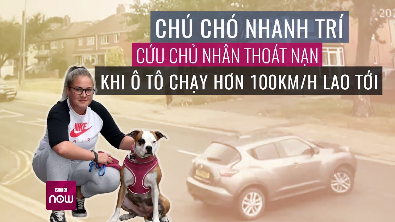 Chú chó cứu chủ nhân thoát chết thần kỳ khi xe ô tô lao tới với tốc độ kinh hoàng  | VTC Now