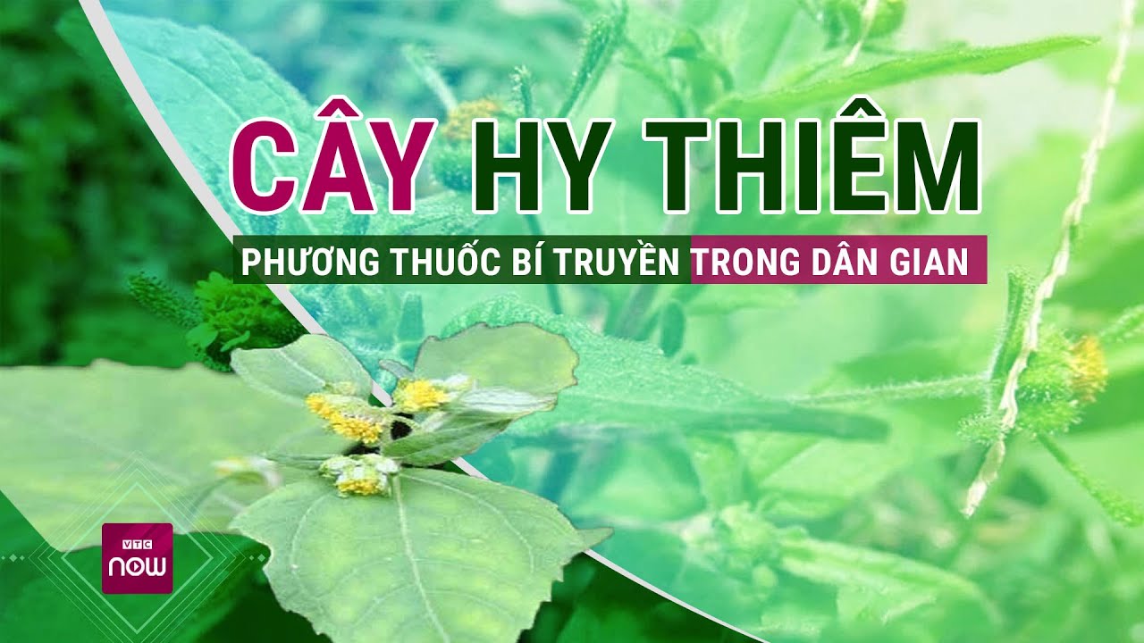 Tại sao cây Hy Thiêm lại được dân gian tin dùng từ lâu đời? | VTC Now