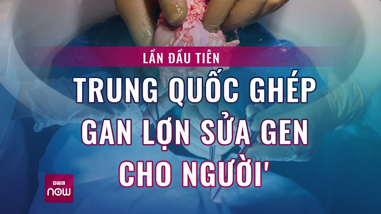 Trung Quốc lần đầu tiên công bố ghép gan lợn sửa gen cho người | VTC Now