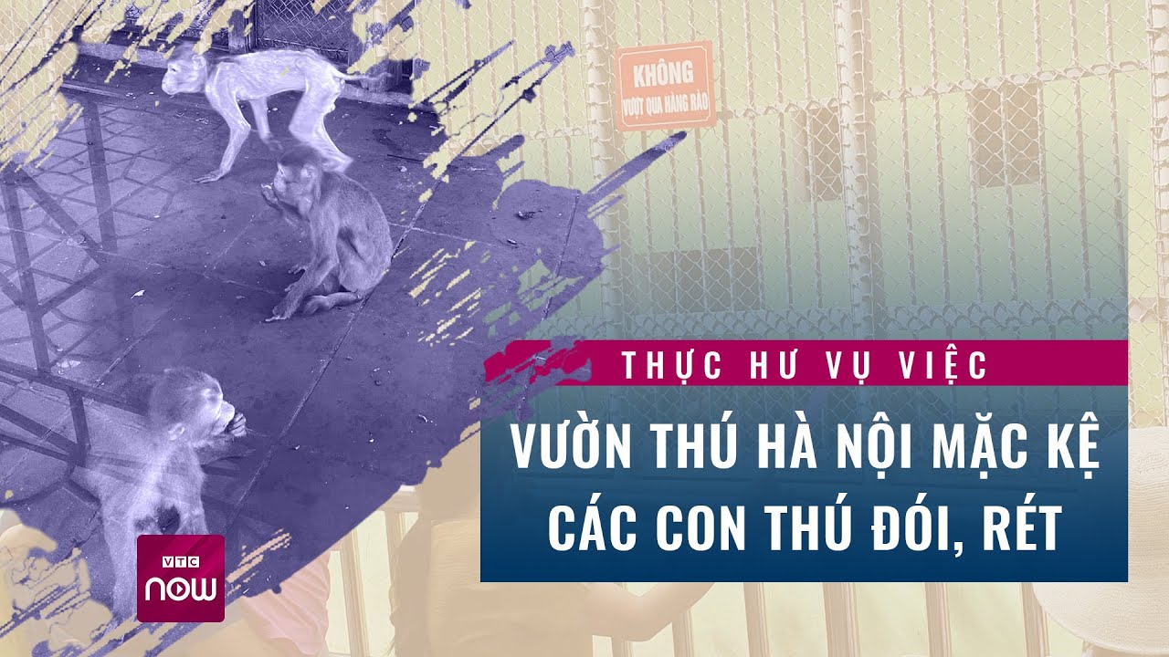 Thực hư vụ việc vườn thú Hà Nội mặc kệ các con thú đói, rét? | VTC Now