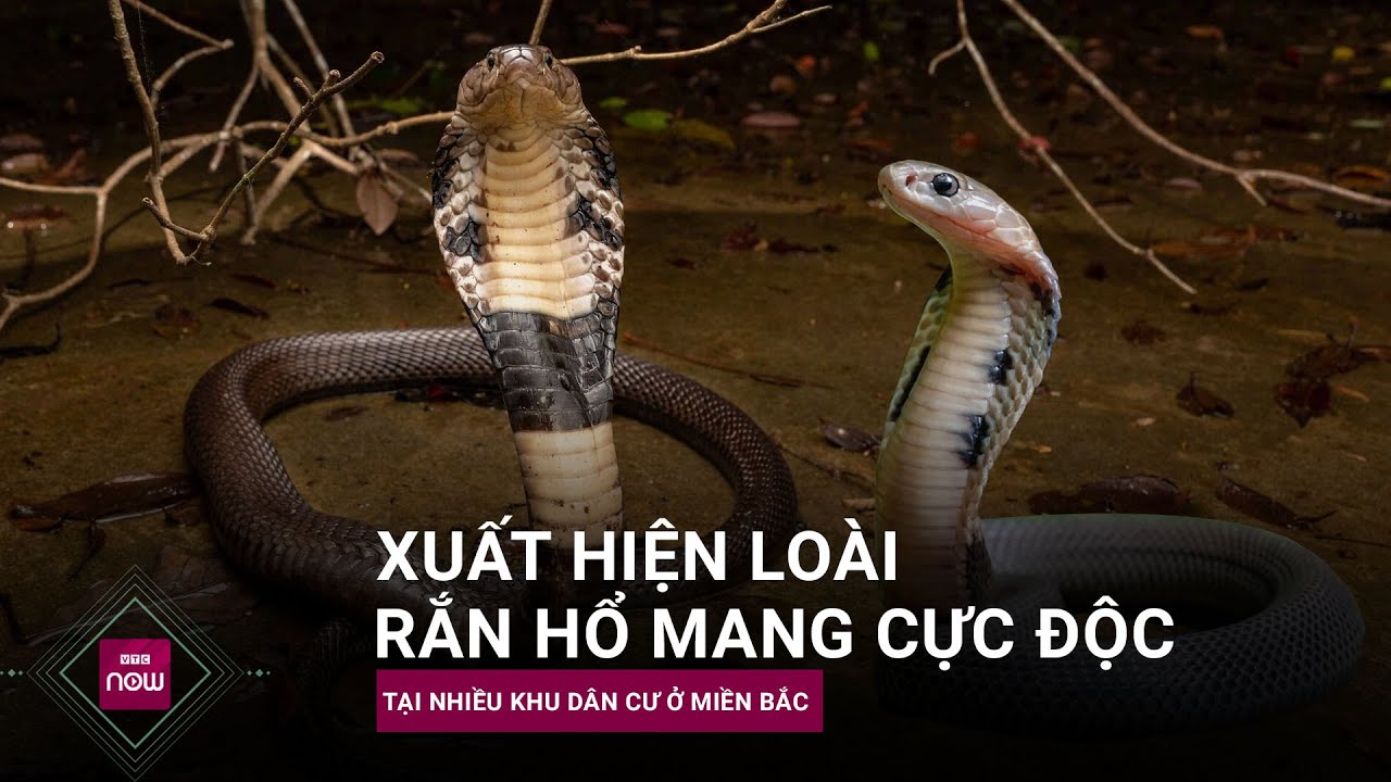 Rắn hổ mang cực độc bỗng dưng xuất hiện tại nhiều khu dân cư ở miền Bắc, chuyên gia lên tiếng