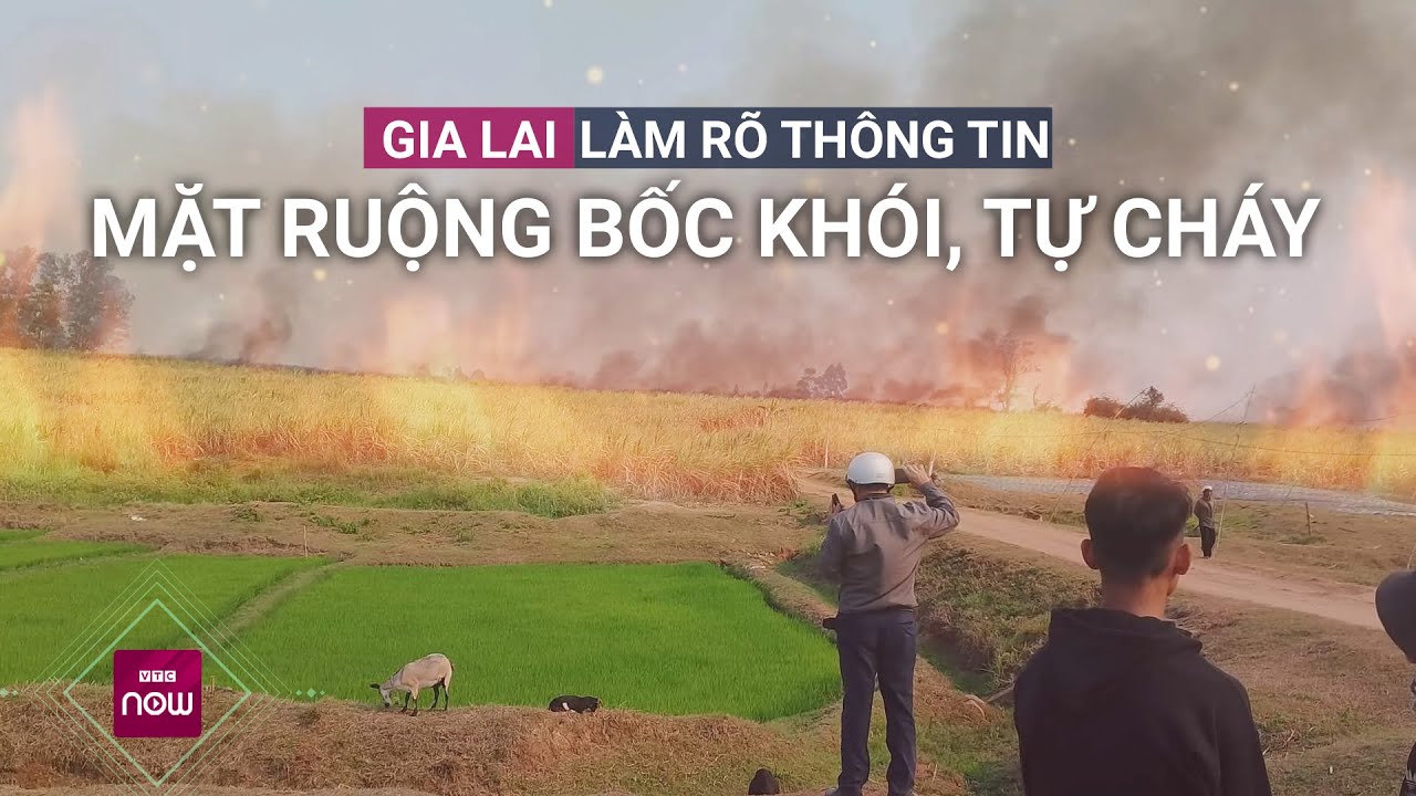 Thực hư vụ mặt ruộng bốc khói, "tự cháy" ở Gia Lai: Cơ quan chức năng lên tiếng | VTC Now