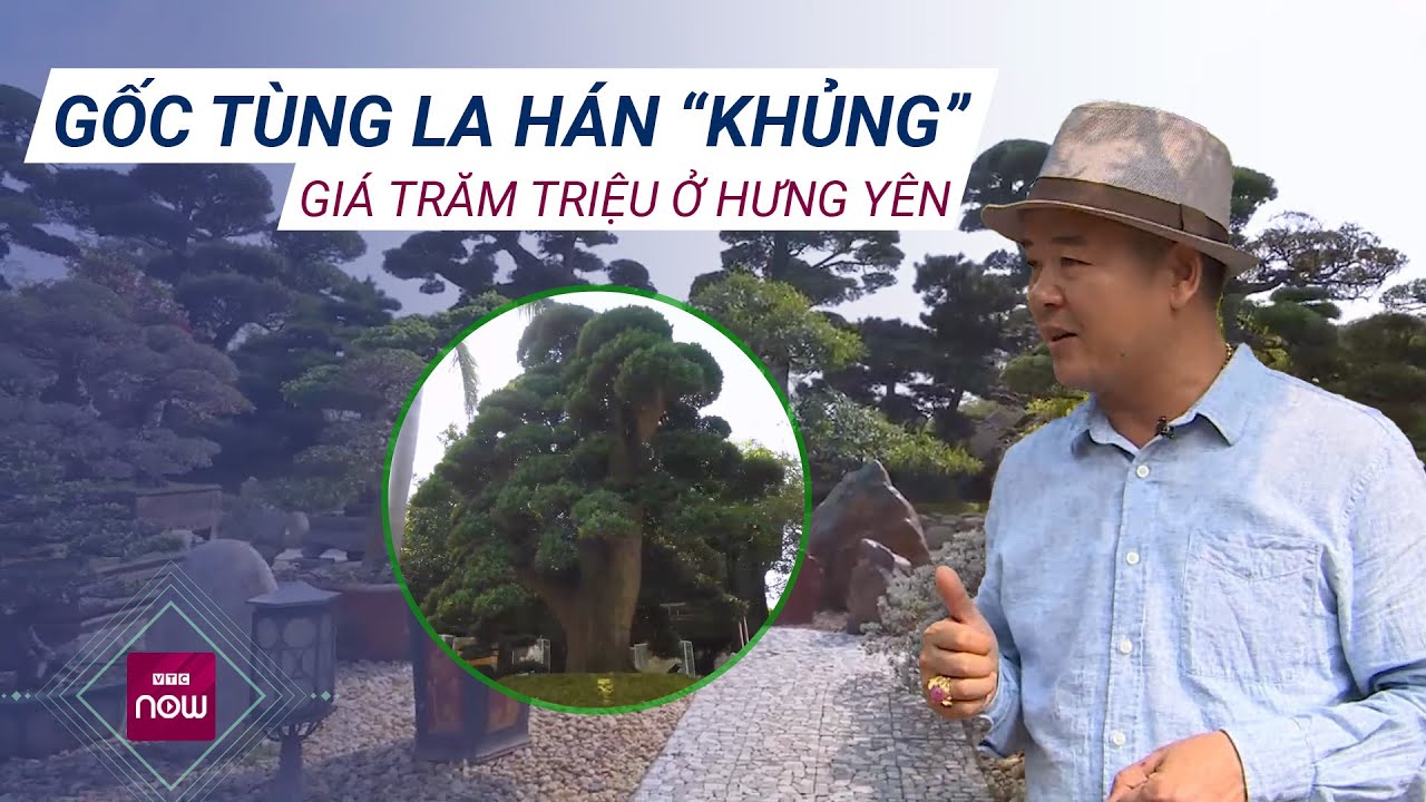 Kinh ngạc trước vườn tùng La Hán cổ trị giá hàng trăm tỉ đồng của “đại gia” Hưng Yên | VTC Now