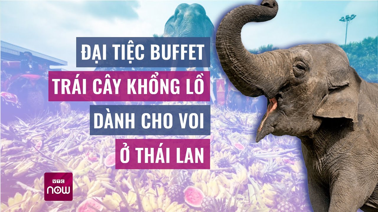 Đại tiệc buffet trái cây khổng lồ dành cho voi ở Thái Lan | VTC Now