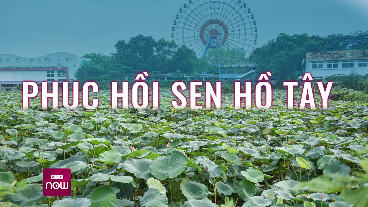 Thực hư vụ sen Hồ Tây mất mùa, không ra nổi hoa | VTC Now