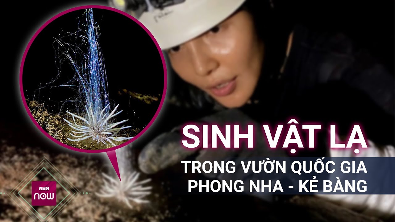 Thực hư chuyện vườn Quốc gia Phong Nha - Kẻ Bàng xuất hiện "thủy quái" | VTC Now