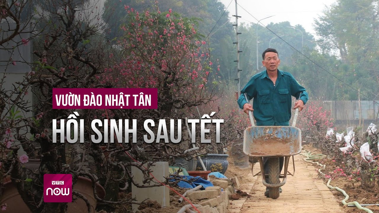 Cận cảnh "hồi sinh" đào hậu Tết Nguyên đán ở thủ phủ đào Nhật Tân | VTC Now