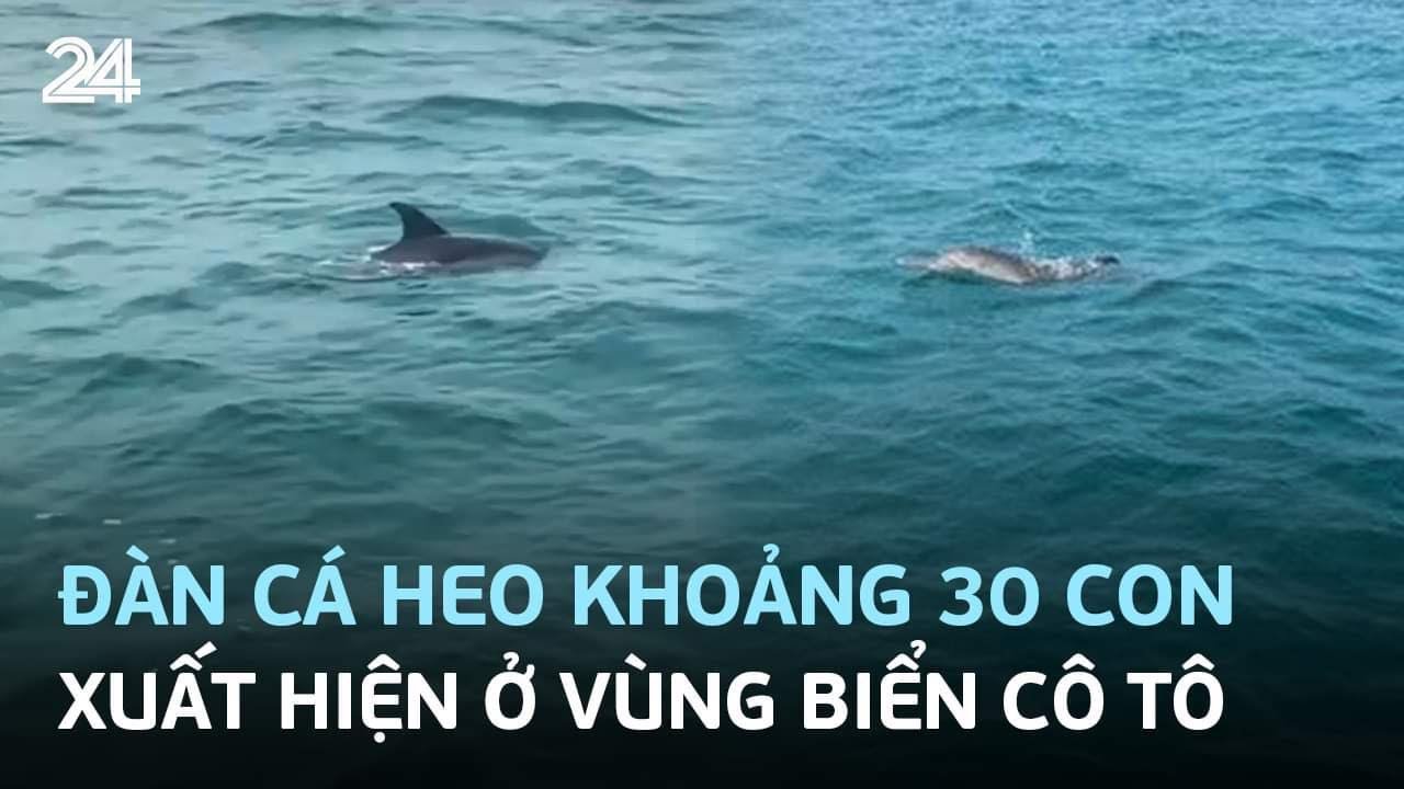 Đàn cá heo khoảng 30 con xuất hiện ở vùng biển Cô Tô | VTV24