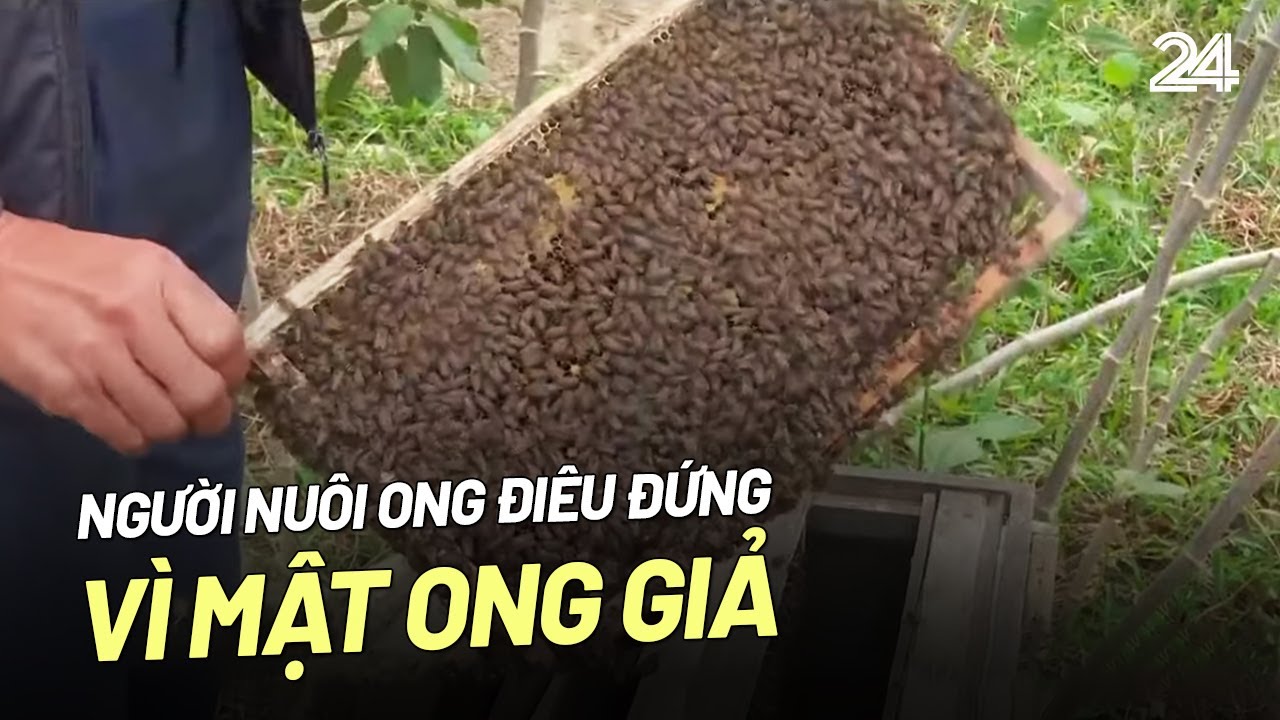 Người nuôi ong điêu đứng vì mật ong giả | VTV24