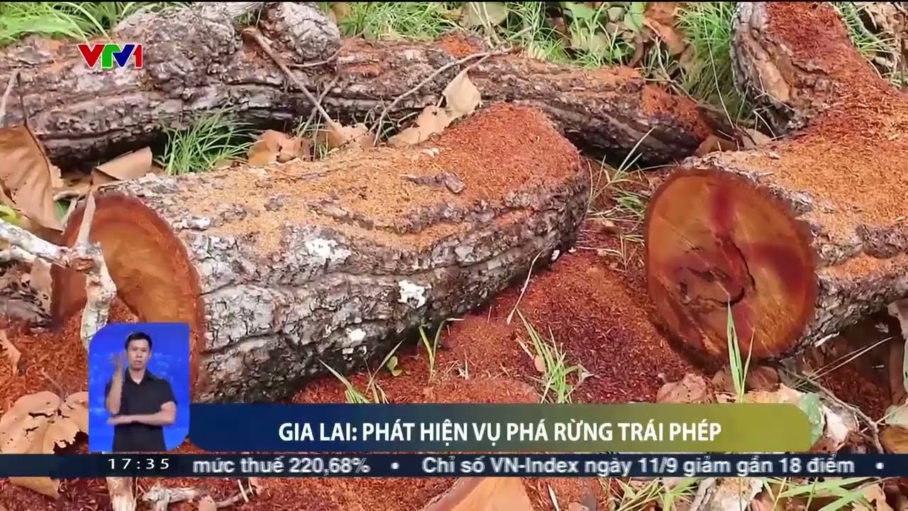 Phát hiện vụ phá rừng - Hàng chục cây gỗ bị cưa hạ | VTV24