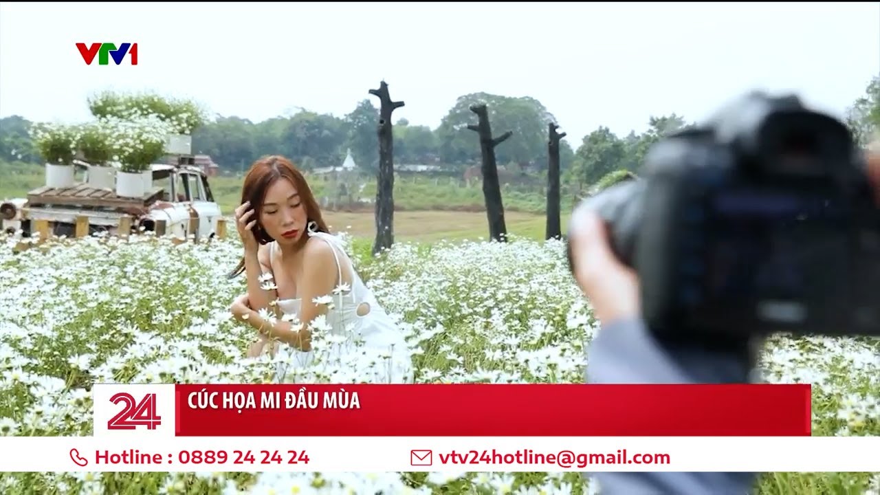 Cúc họa mi đầu mùa ở Hà Nội hút khách tới chụp ảnh | VTV24