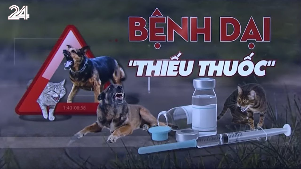 Nhiều địa phương thiếu thuốc phòng và điều trị bệnh dại | VTV24