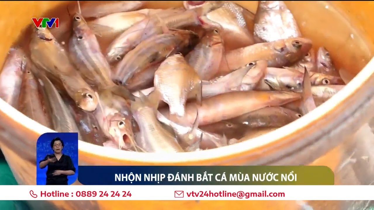 Nhộn nhịp đánh bắt cá mùa nước nổi | VTV24