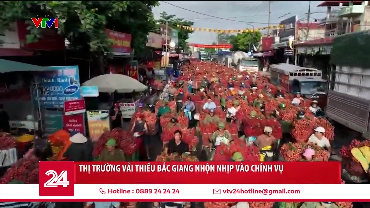 Phu vải kiếm tiền triệu mỗi ngày tại thủ phủ vải thiều | VTV24