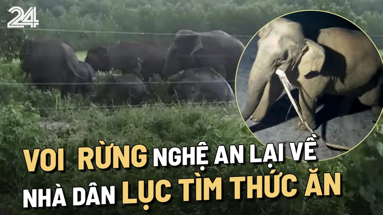 Voi rừng Nghệ An lại về nhà dân lục tìm thức ăn | VTV24