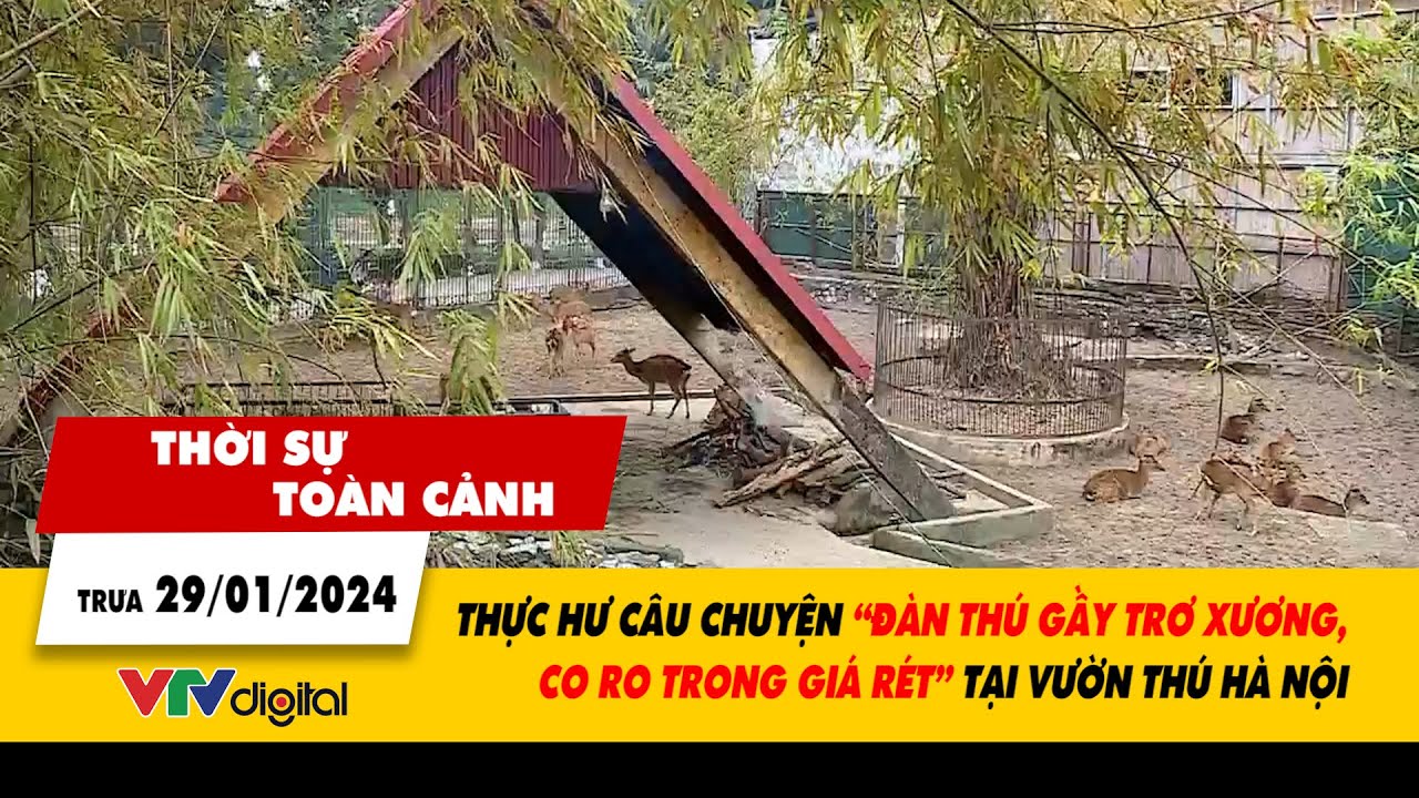 Thời sự toàn cảnh trưa 29/1: Thực hư chuyện đàn thú bị bỏ đói chịu rét tại Vườn thú Hà Nội | VTV24