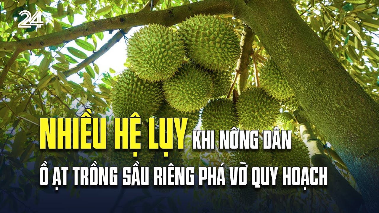 Nhiều hệ lụy khi nông dân ồ ạt trồng sầu riêng phá vỡ quy hoạch | VTV24