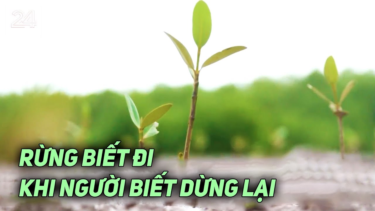 Rừng biết đi khi người biết dừng lại | VTV24