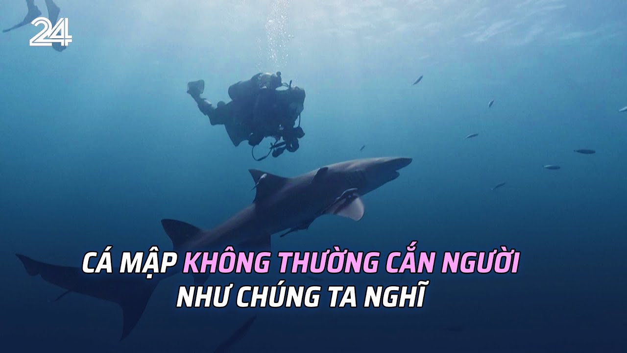 Cá mập không thường cắn người như chúng ta nghĩ | VTV24