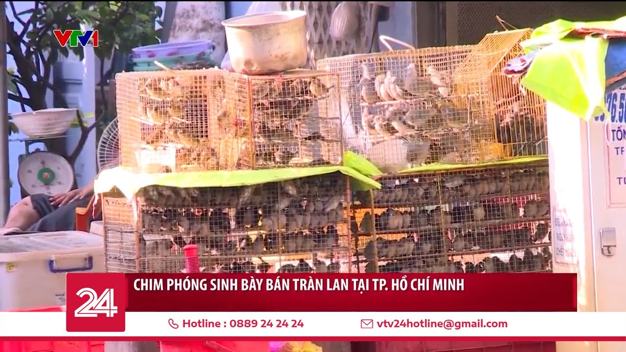 Bắt, phóng sinh rồi lại bắt - Phóng sinh thành sát sinh | VTV24