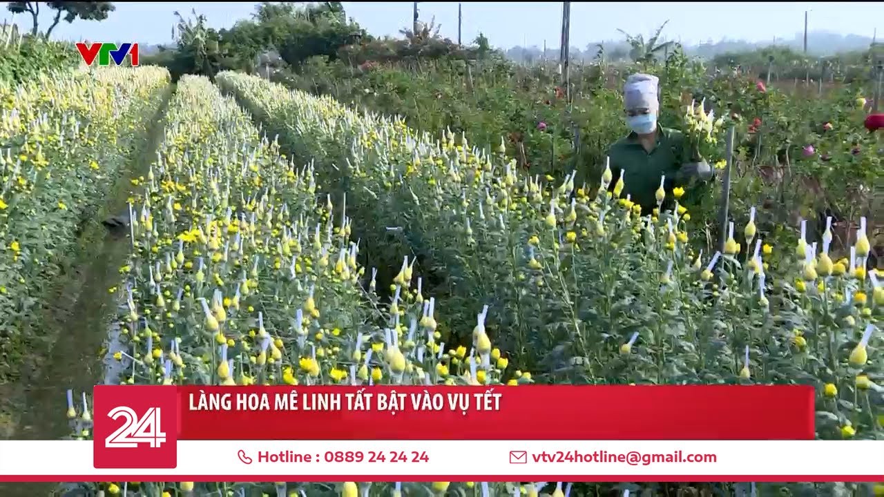 Làng hoa Mê Linh tất bật vào vụ Tết | VTV24