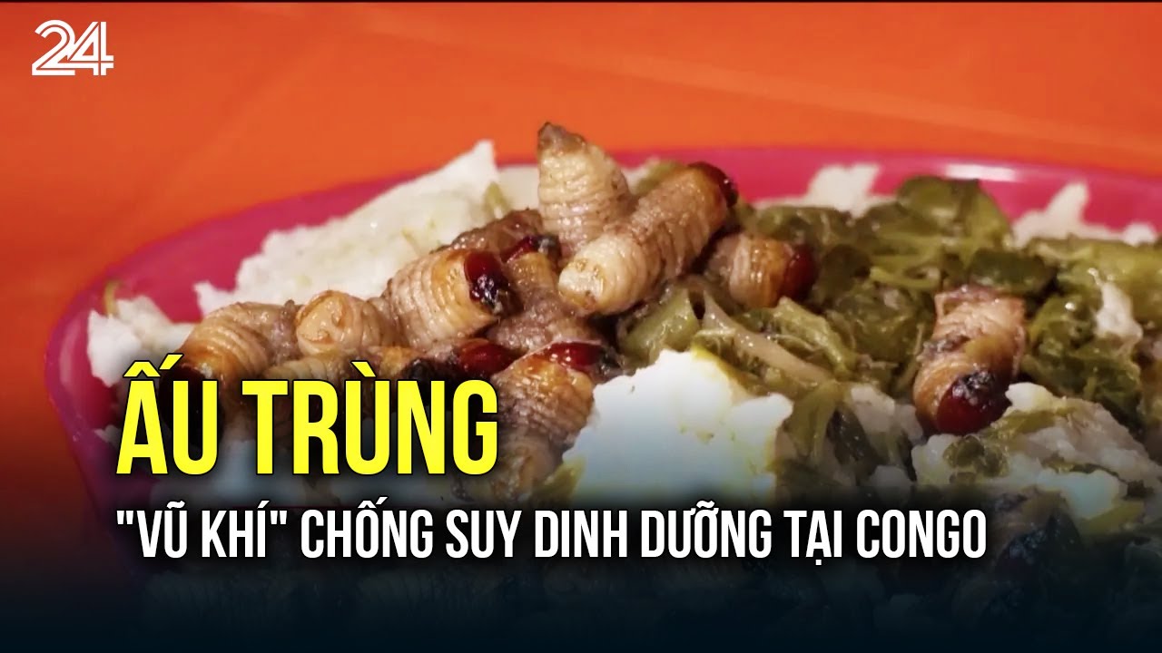 Ấu trùng -  "Vũ khí" chống suy dinh dưỡng tại Congo | VTV24