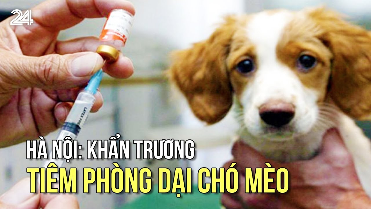 Hà Nội: Khẩn trương tiêm phòng dại chó mèo | VTV24