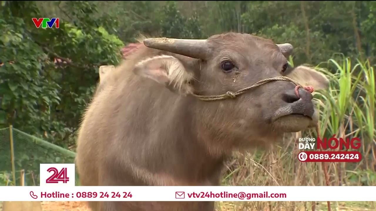 Thái Nguyên: Bất thường dự án hỗ trợ trâu cho hộ nghèo | VTV24