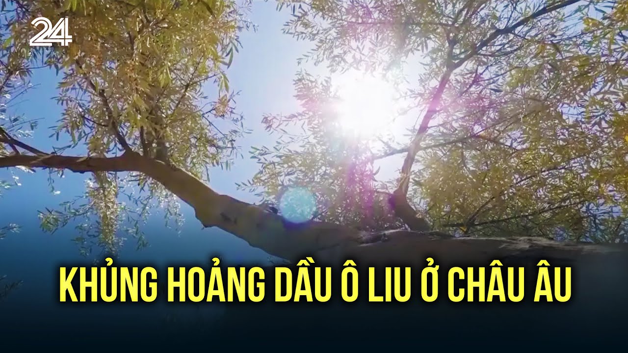 Khủng hoảng dầu ô liu ở Châu Âu | VTV24