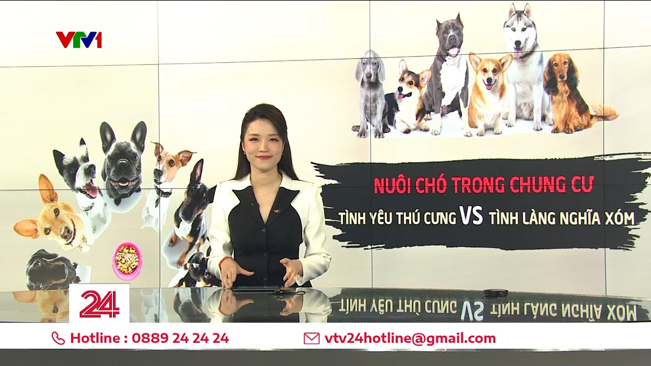 Nuôi chó ở chung cư: Khi tình yêu thú cưng "va chạm" với tình làng nghĩa xóm | VTV24