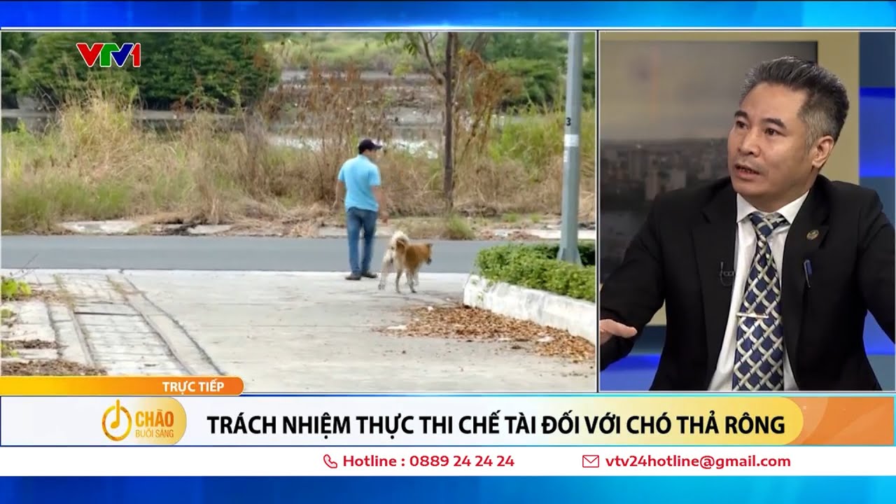 Việc quản lý chó thả rông hiện nay đang được thực hiện như thế nào?  | VTV24