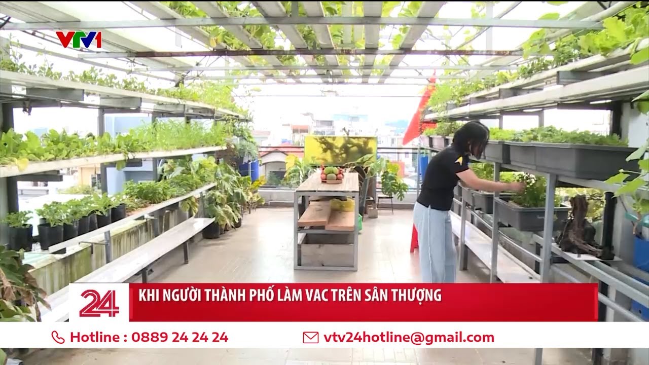 Khi người thành phố làm VAC trên sân thượng: Rau ăn thỏa thích | VTV24