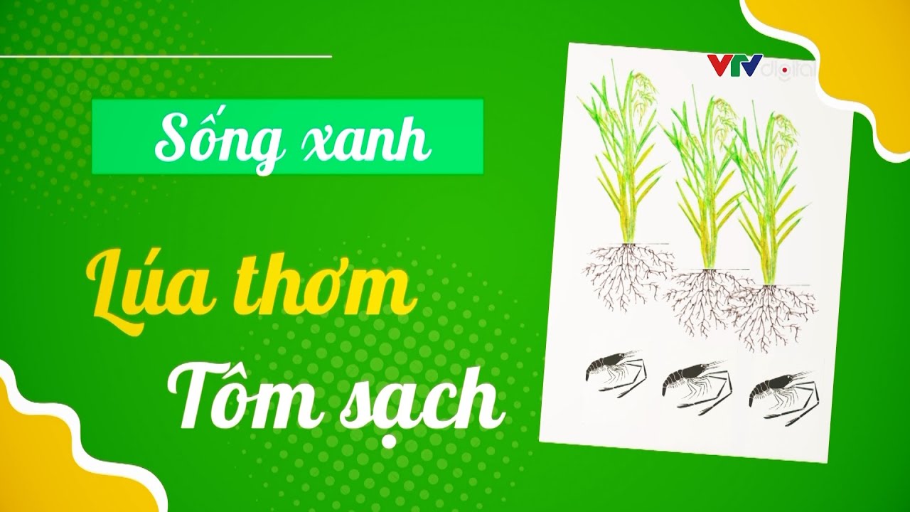 Lúa thơm - tôm sạch | VTV24