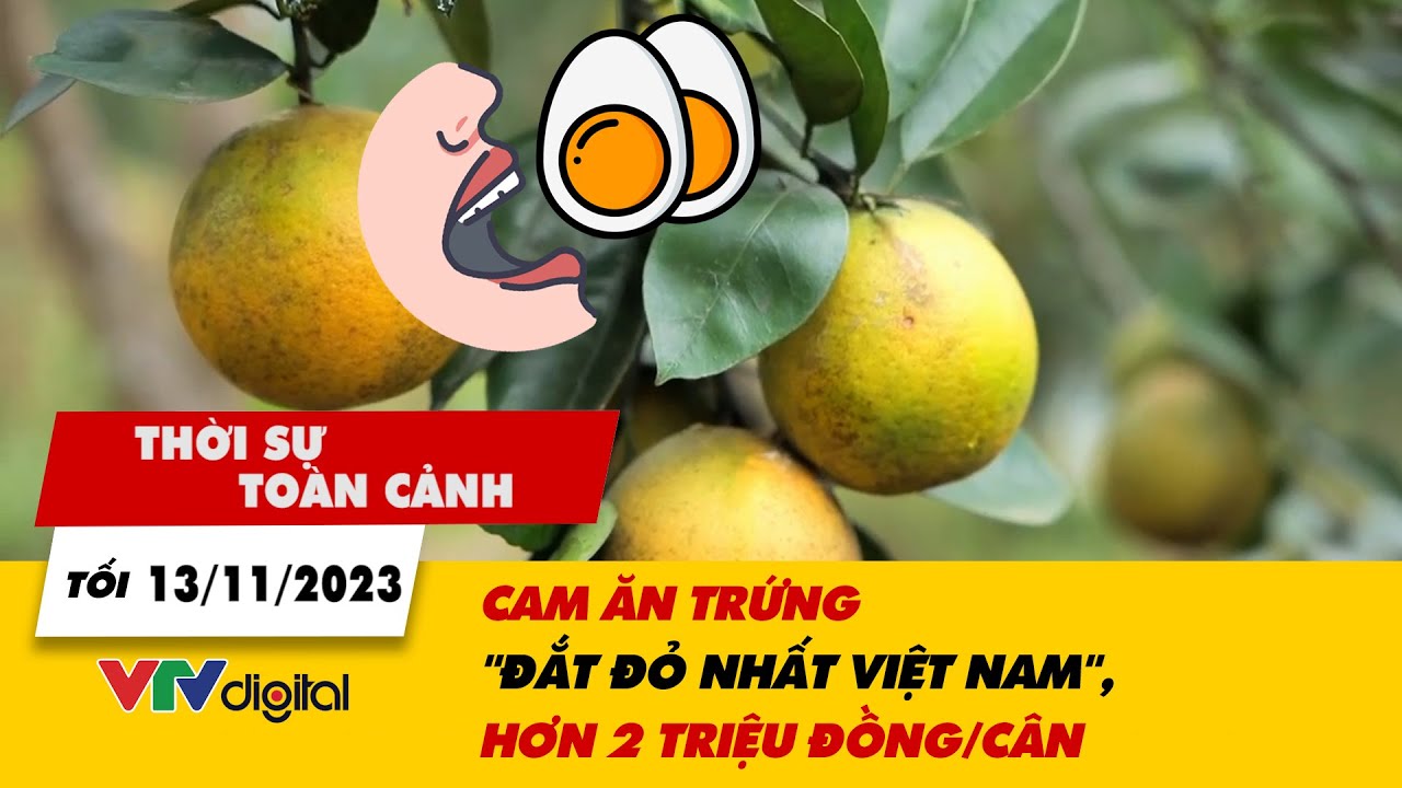 Thời sự toàn cảnh tối 13/11: Cam ăn trứng "đắt đỏ nhất Việt Nam", hơn 2 triệu đồng/cân | VTV24