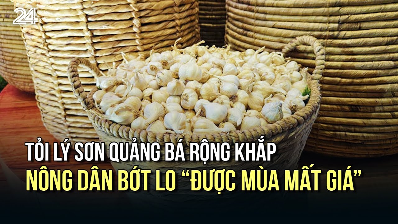 Đưa đặc sản Tỏi Lý Sơn quảng bá rộng khắp: Nông dân bớt lo “được mùa mất giá” | VTV24