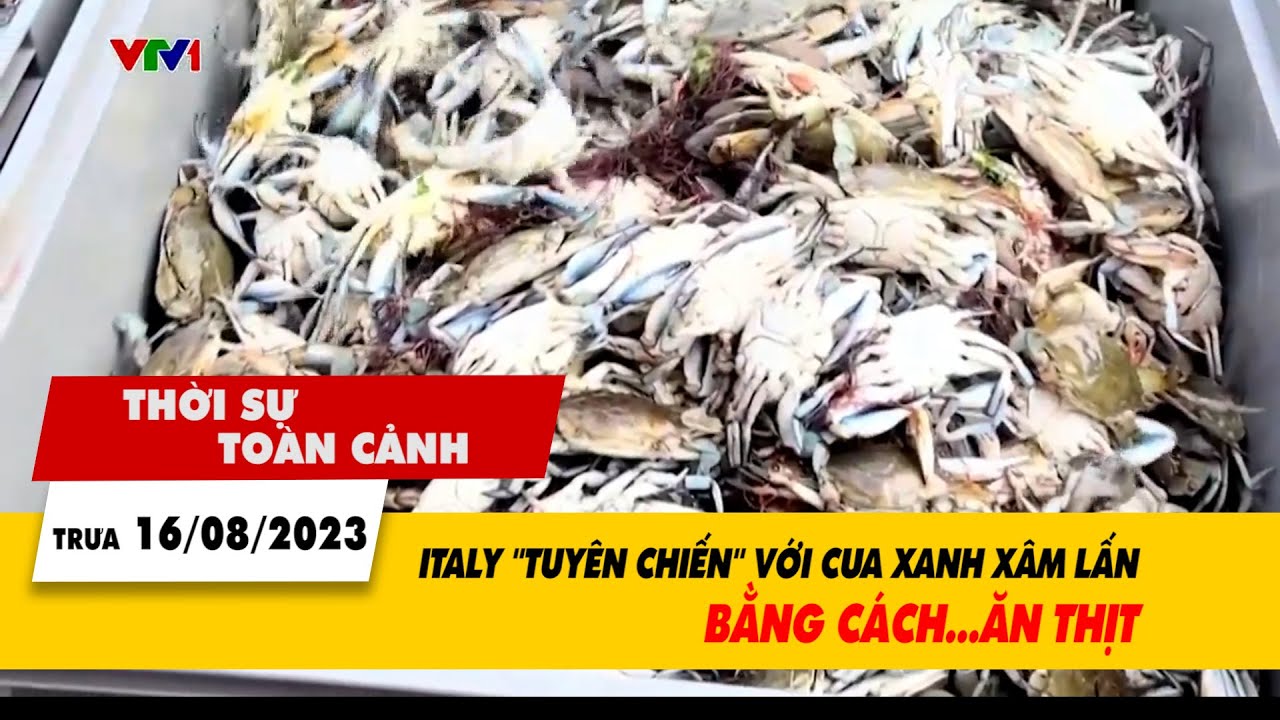 Thời sự toàn cảnh trưa 16/8: Italy tuyên chiến với cua xanh xâm hại bằng cách ăn thịt | VTV24