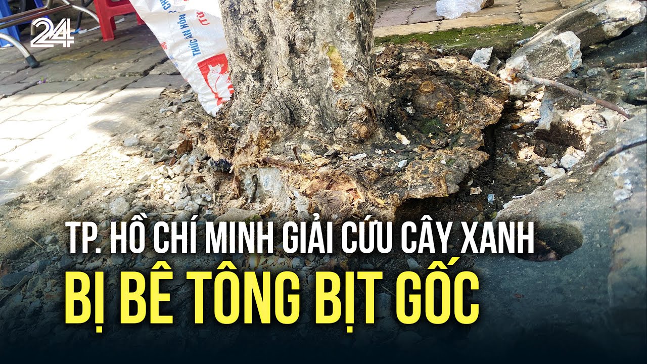 TP. Hồ Chí Minh giải cứu cây xanh bị bê tông bịt gốc | VTV24