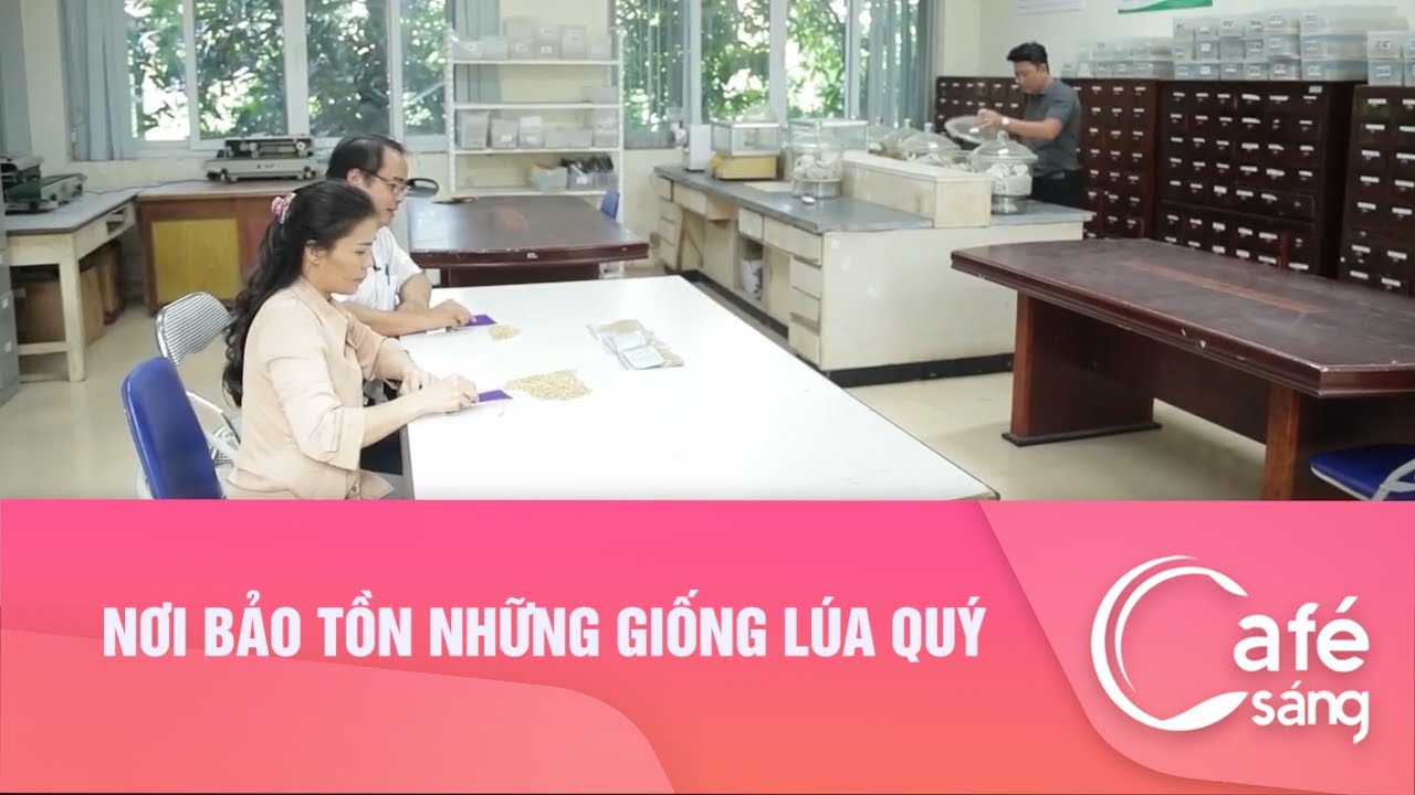 Nơi bảo tồn những giống lúa quý I Cà phê sáng với VTV3