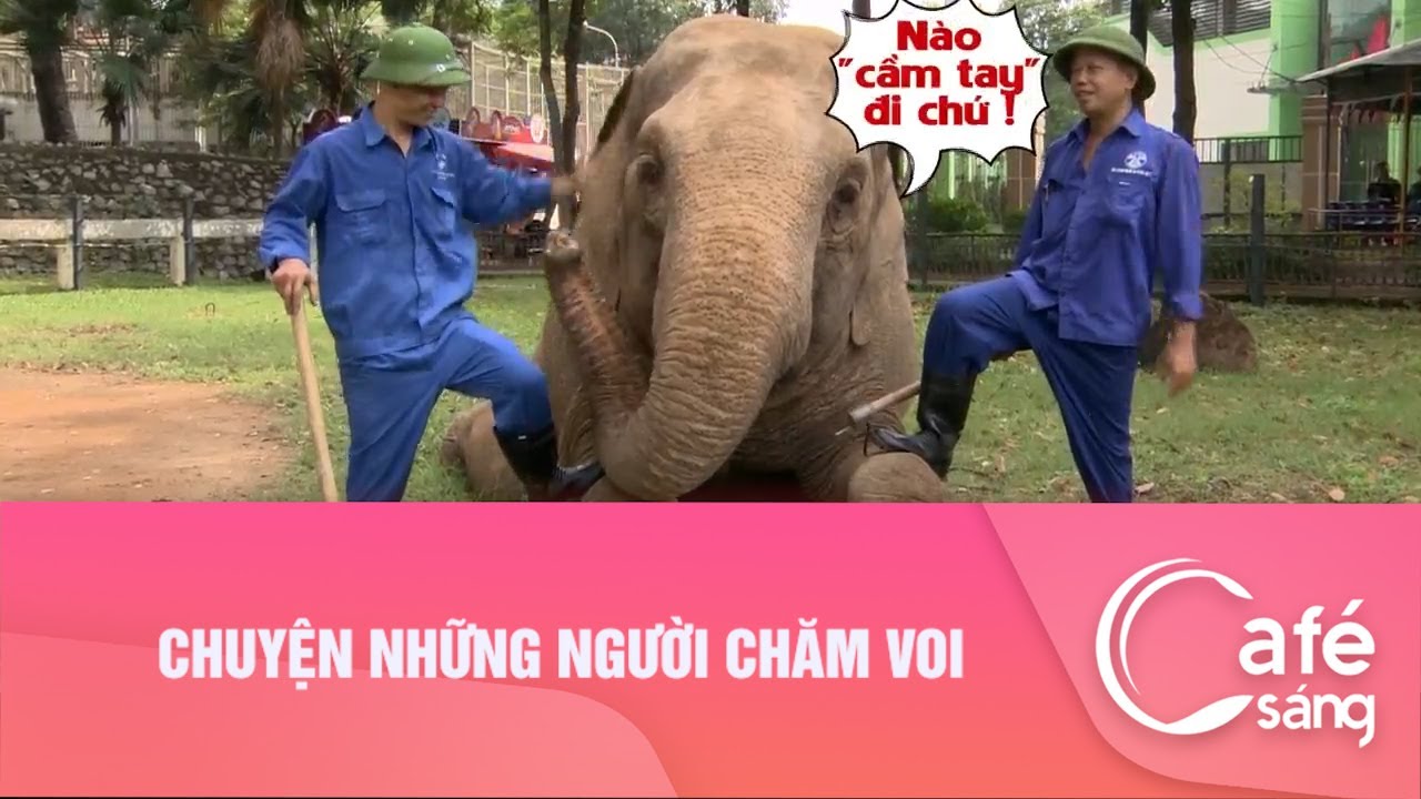 CHUYỆN NHỮNG NGƯỜI CHĂM VOI | CAFE SÁNG VỚI VTV3