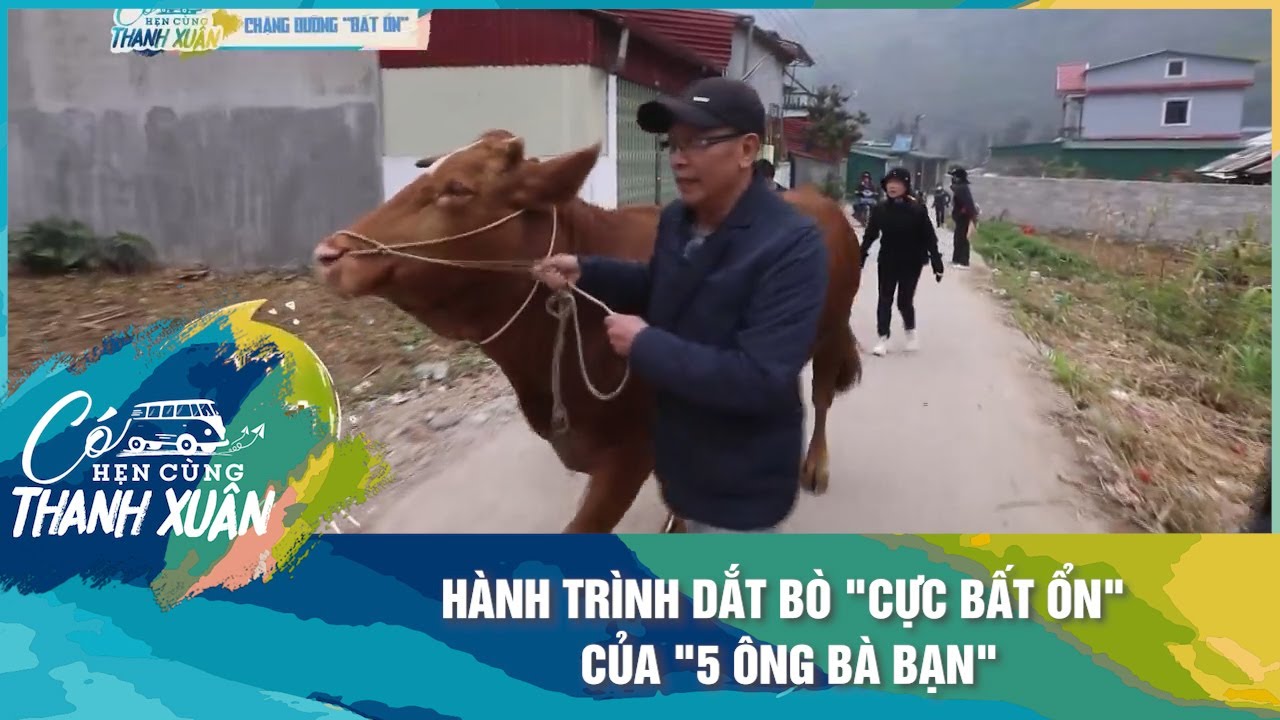 Hành trình dắt bò "cực bất ổn" của "5 ông bà bạn" | Có Hẹn Cùng Thanh Xuân