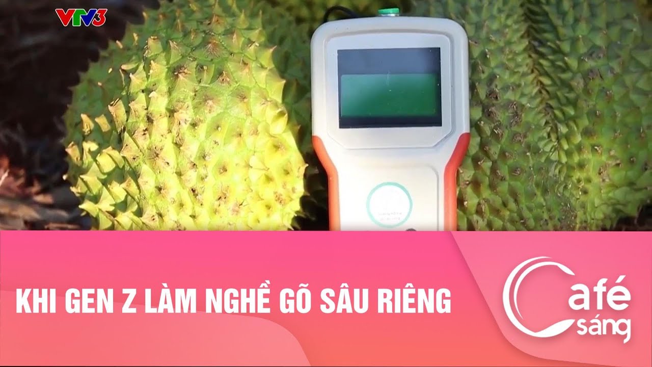 Khi Gen Z làm nghề gõ sầu riêng I Cà phê sáng với VTV3