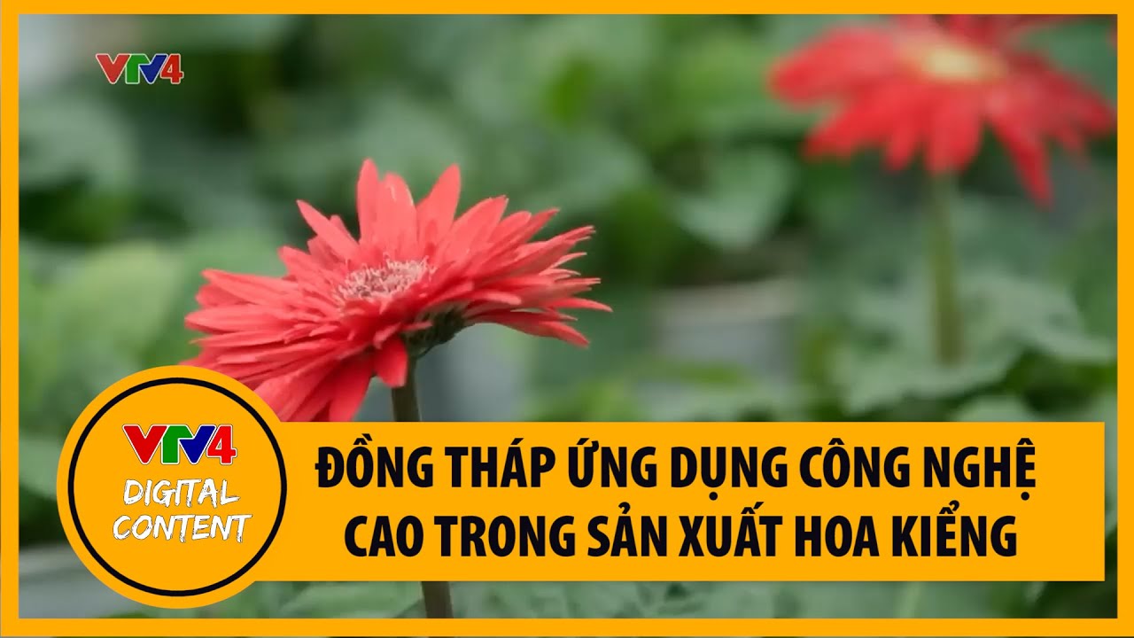 Đồng Tháp ứng dụng công nghệ cao trong sản xuất hoa kiểng | VTV4