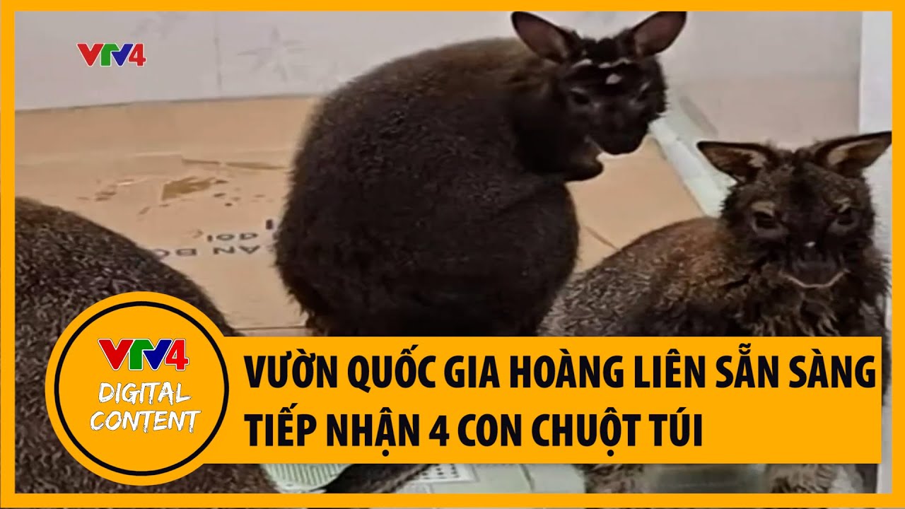 Vườn quốc gia Hoàng Liên sẵn sàng tiếp nhận 4 con chuột túi | VTV4