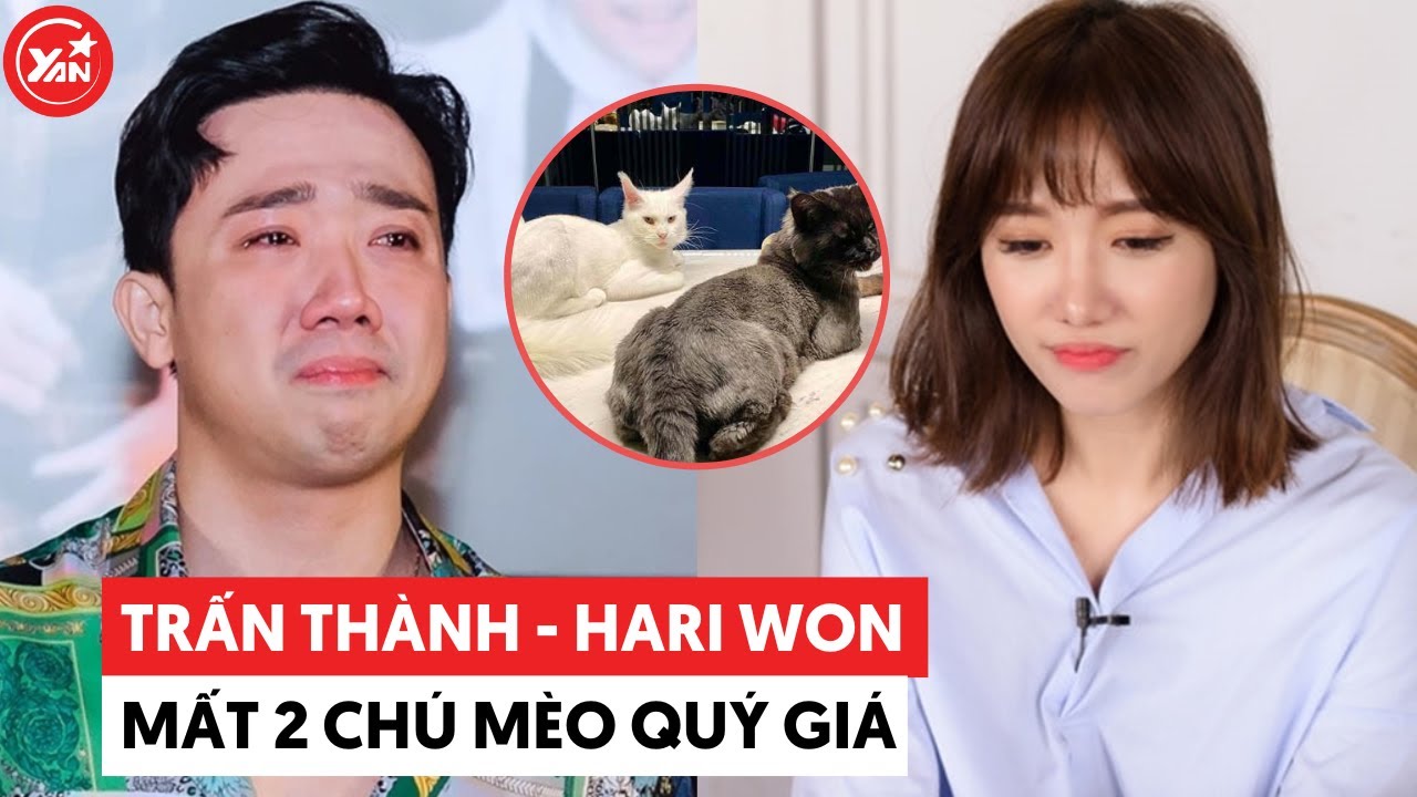 Vợ chồng Trấn Thành - Hari Won đau buồn khi "mất" đi 2 chú mèo quý giá