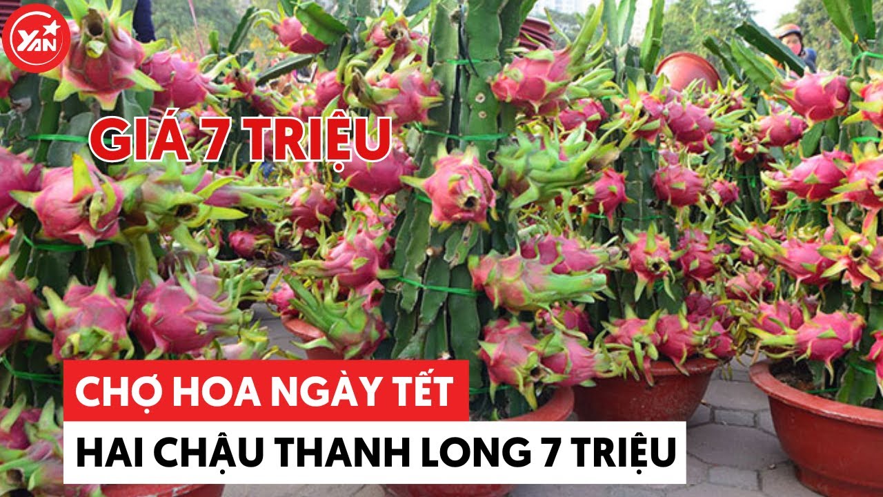 Chợ hoa ngày Tết: Hai chậu thanh long giá 7 triệu