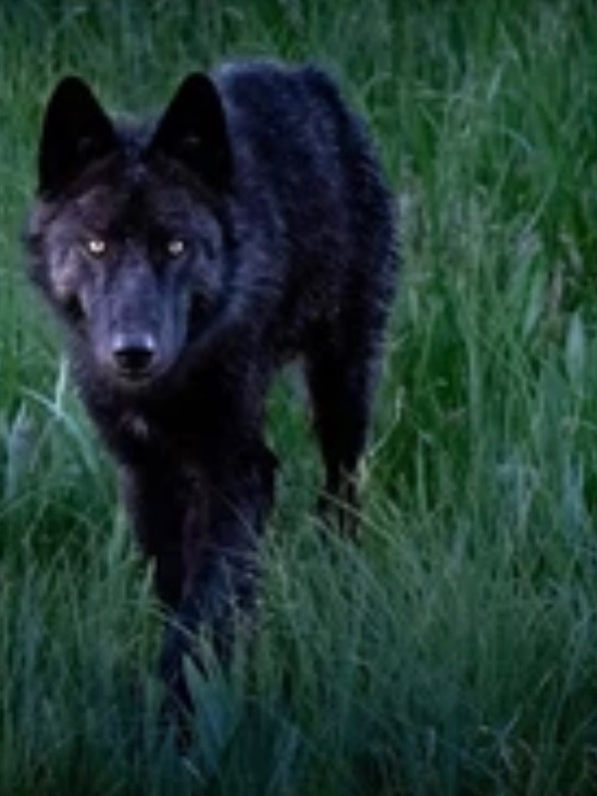 Raised by wolves
