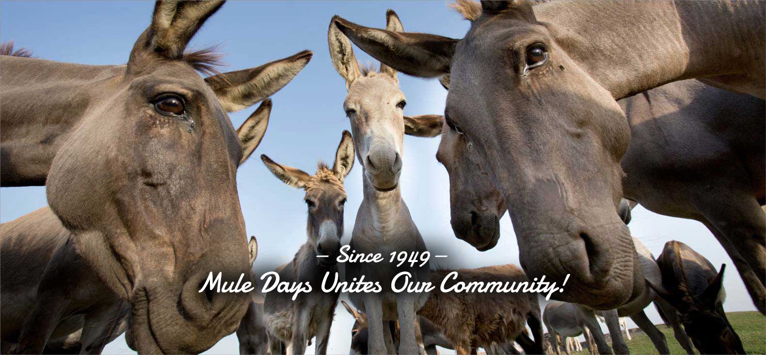 Group of mules surrounding camera with blue sky in background