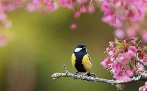 A bird sitting on a tree branch with flowers.