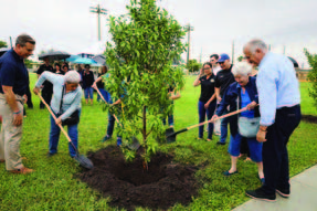 Individuals planting a tree.